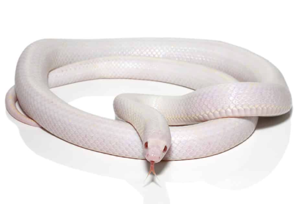 Albino California Kingsnake for Sale