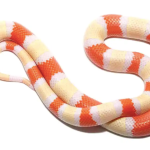 Albino Honduran Milk snake For Sale