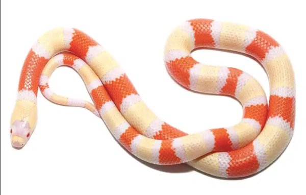 Albino Honduran Milk snake For Sale