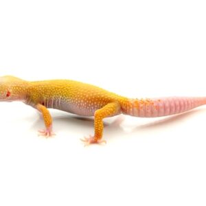 Albino Leucistic Leopard Gecko for Sale