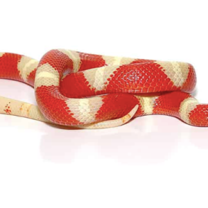 Albino Nelson’s Milk snake For Sale