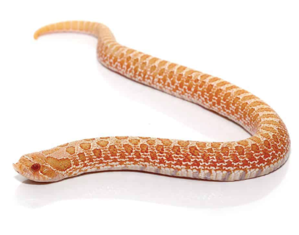 Albino Western Hognose Snake For Sale