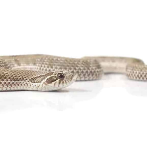 Anaconda Western Hognose Snake For Sale