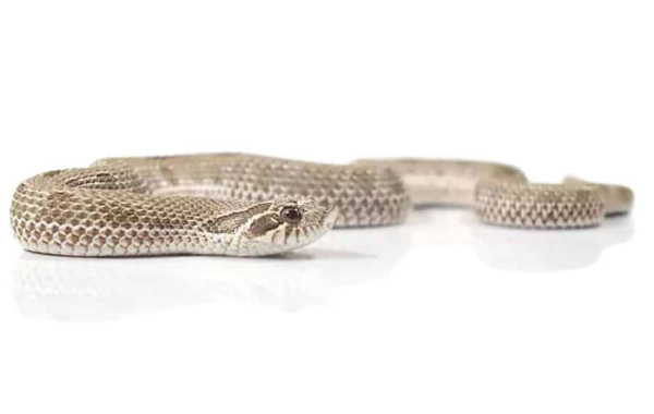 Anaconda Western Hognose Snake For Sale