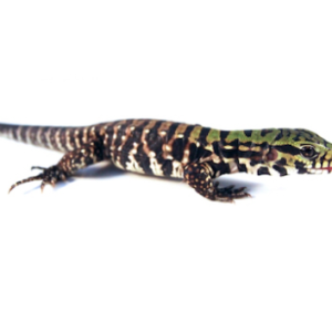 Argentine Black and White Tegu for Sale