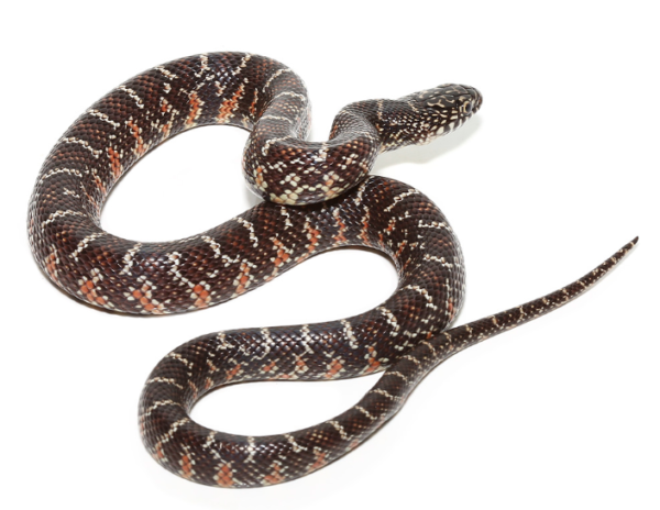 Axanthic Florida Kingsnake For Sale