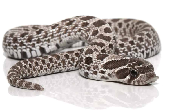 Axanthic Western Hognose Snake For Sale