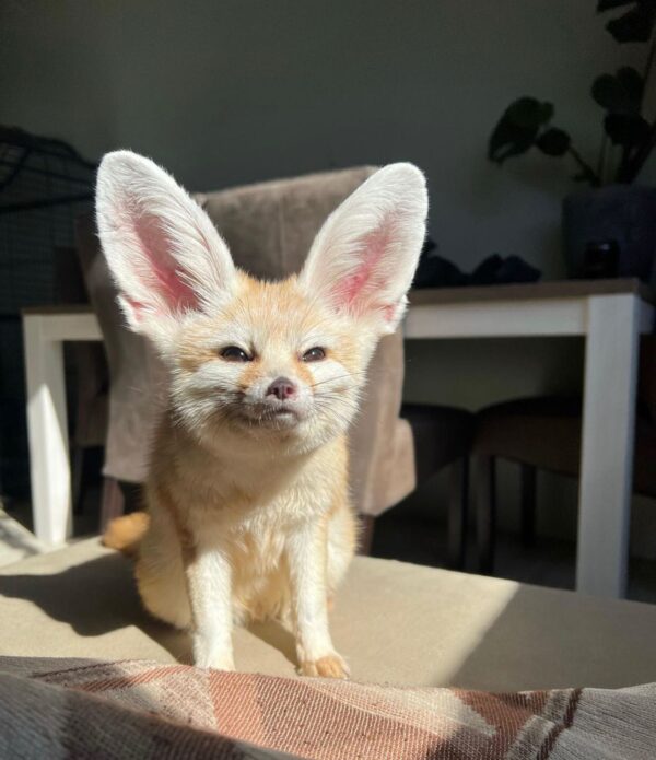 Baby Fennec Fox For Sale