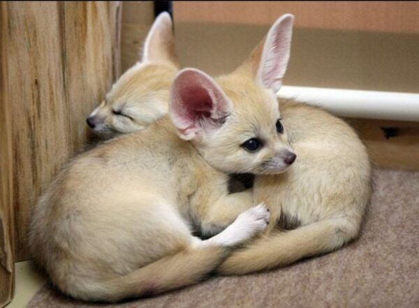 Baby Fennec Fox For Sale