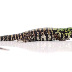 Baby Argentine Black and White Tegu For Sale
