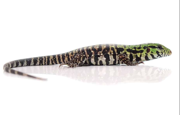 Baby Argentine Black and White Tegu For Sale
