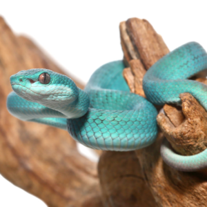 Baby Blue Komodo Island Viper for Sale