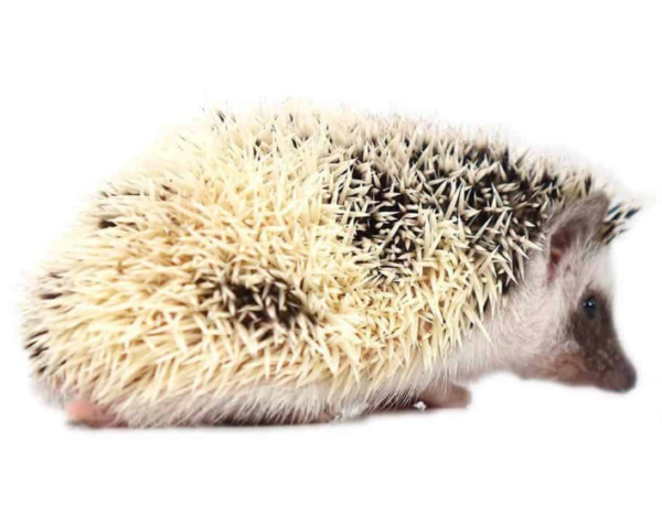 Baby Hedgehogs For Sale