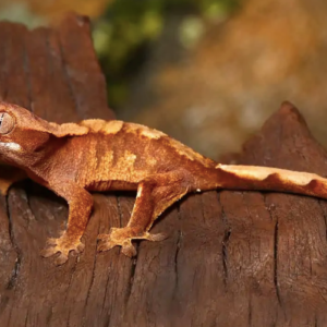 Baby Premium Crested Gecko For Sale