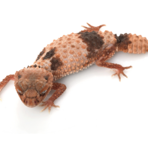Banded Knob Tailed Gecko for Sale