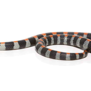 Black Banded Snake For Sale Online