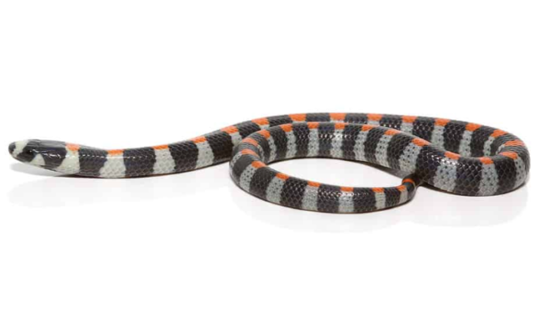 Black Banded Snake For Sale Online