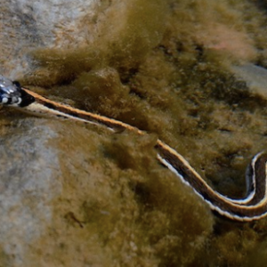 Black Necked Garter Snake for Sale