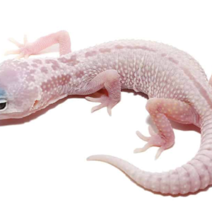 Blizzard Leopard Gecko for Sale