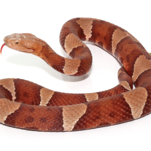 Broad Banded Copperhead Snake For Sale