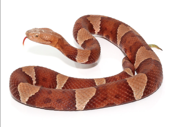 Broad Banded Copperhead Snake For Sale