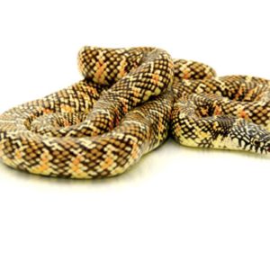 Brooks Kingsnake For Sale