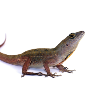 Brown Anole for Sale