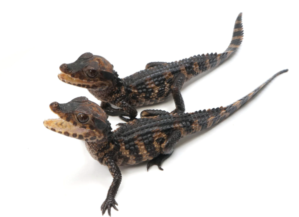 Cuiver's Dwarf caiman for sale