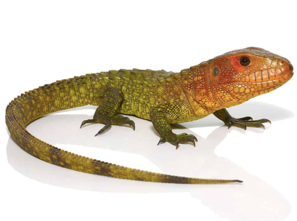 Caiman Lizard for Sale