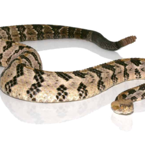 Canebrake Rattlesnake