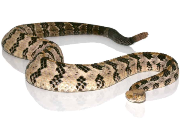 Canebrake Rattlesnake