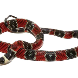 Central American Coral Snake For Sale