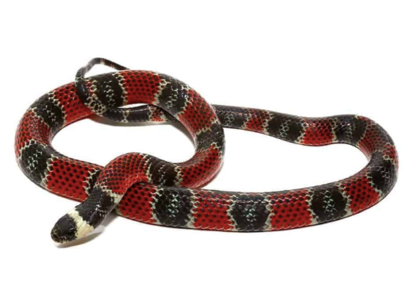 Central American Coral Snake For Sale