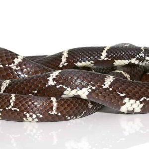 Chain Kingsnake for Sale