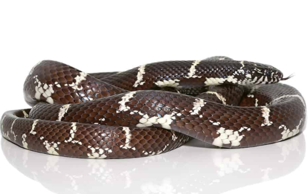 Chain Kingsnake for Sale