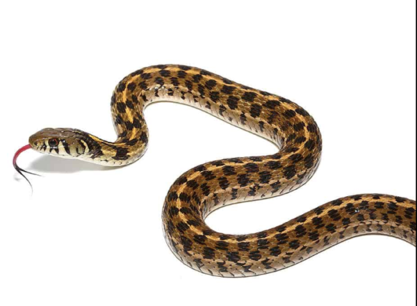 Checkered Garter Snake For Sale