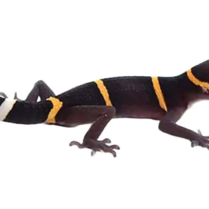 Chinese Cave Gecko for Sale