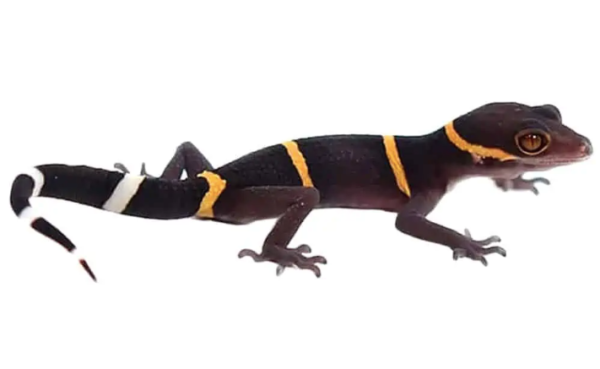 Chinese Cave Gecko for Sale