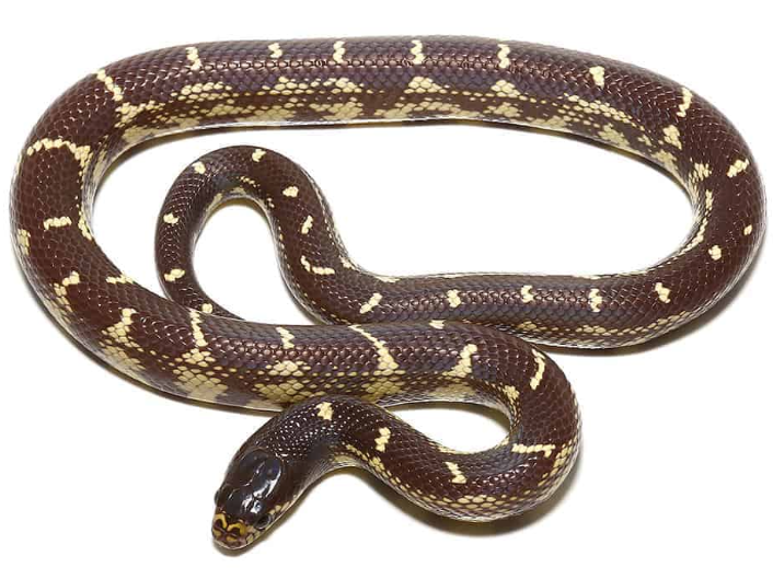 Chocolate California Kingsnake