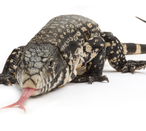 Colombian Tegu for Sale