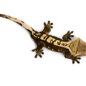 Crested Gecko for Sale