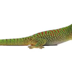 Crimson Giant Day Gecko For Sale