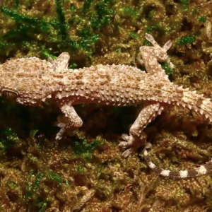 Crocodile Gecko For Sale