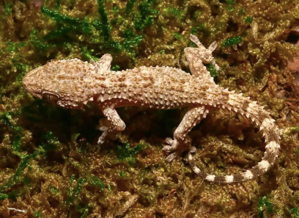 Crocodile Gecko For Sale