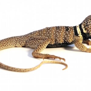 Desert Collared Lizard for Sale