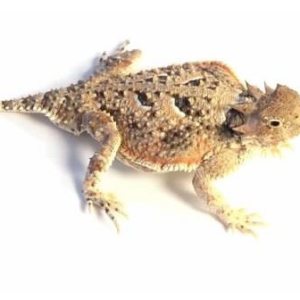 Desert Horned Lizard for Sale