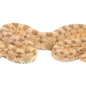 Desert Horned Viper For Sale