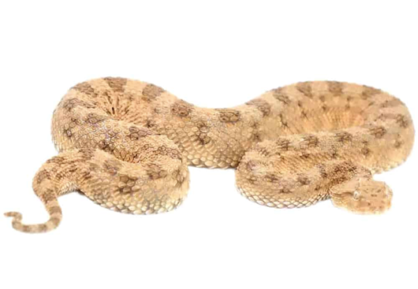 Desert Horned Viper For Sale