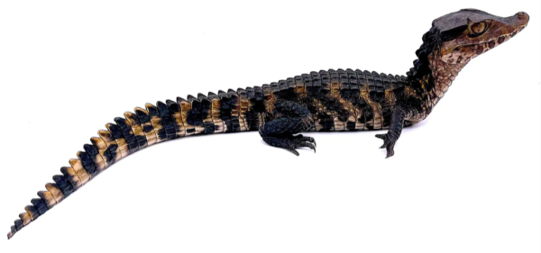 Dwarf Caiman For Sale