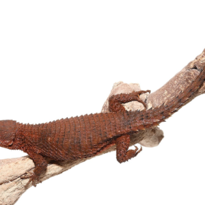 East African Armadillo Girdled Lizard For Sale